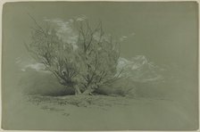 Willow, 1885. Creator: David Johnson.