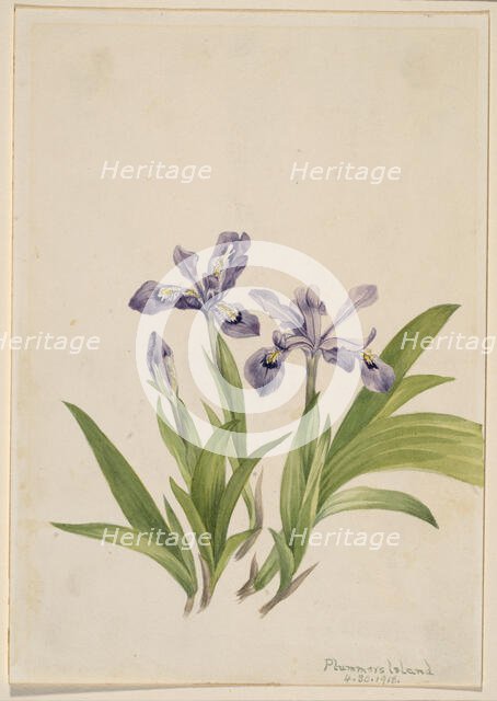 Crested Iris (Iris cristata), 1918. Creator: Mary Vaux Walcott.