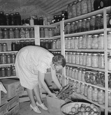 Mrs. Botner arranging her storage cellar, Nyssa Heights, Malheur County, Oregon, 1939. Creator: Dorothea Lange.
