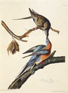 The passenger pigeon. From "The Birds of America", 1827-1838. Creator: Audubon, John James (1785-1851).
