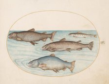 Animalia Aqvatilia et Cochiliata (Aqva): Plate IV, c. 1575/1580. Creator: Joris Hoefnagel.