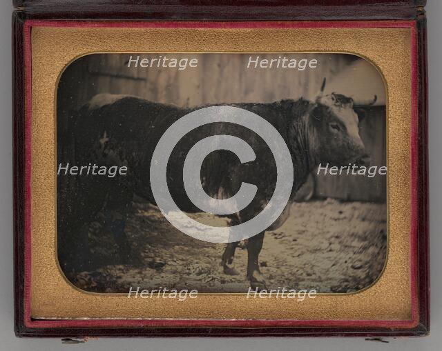 Untitled (Portrait of Bull), 1847. Creator: Unknown.
