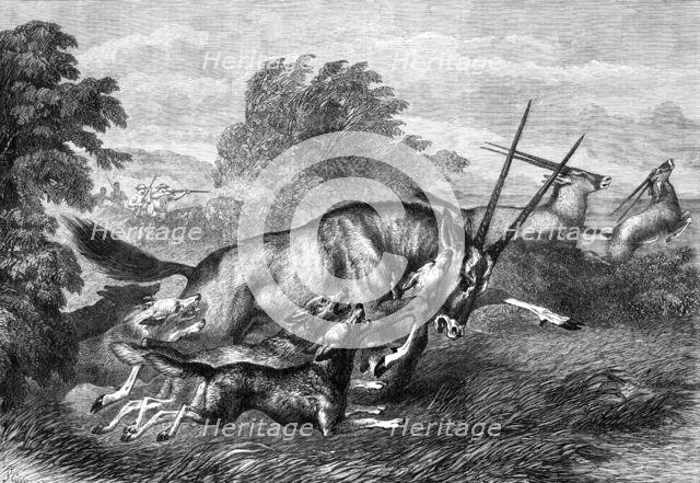 Hunting the Gemsbok in South Africa, 1870. Creator: S Carter.