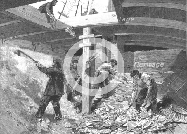 ''The Newfoundland Cod Fishery; Salting the Fish in the Hold of the Brig', 1891. Creator: Unknown.