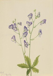 Western Monkshood (Aconitum columbianum), 1933. Creator: Mary Vaux Walcott.