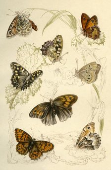 Butterflies, 19th century. Creator: Unknown.
