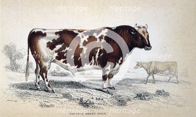 'British Short Horn', 1839. Artist: Unknown