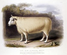 New Leicester (Dishley) ram, 1842. Artist: Unknown