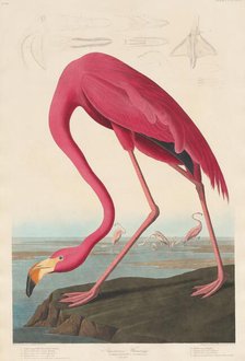 American Flamingo, 1838. Creator: Robert Havell.