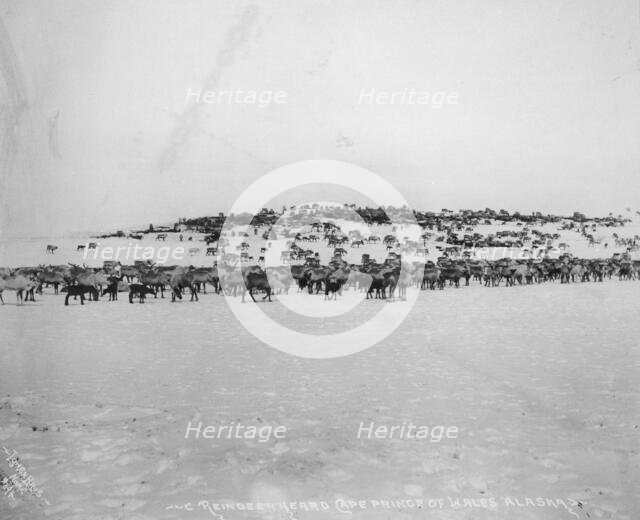 Reindeer herd, between c1900 and 1927. Creator: Lomen Brothers.