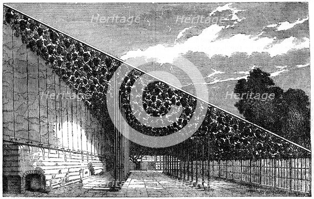 'The Vinery at Hampton Court', 19th century. Artist: Unknown
