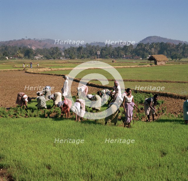 Planting rice in Sri Lanka.
