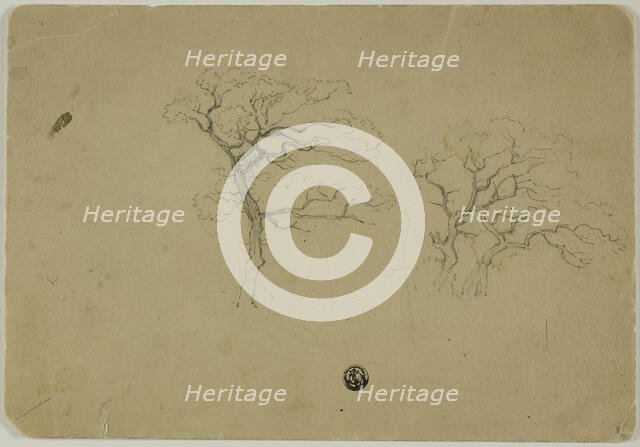 Flowering Trees, 1850/99. Creator: B.W. Atkinson.
