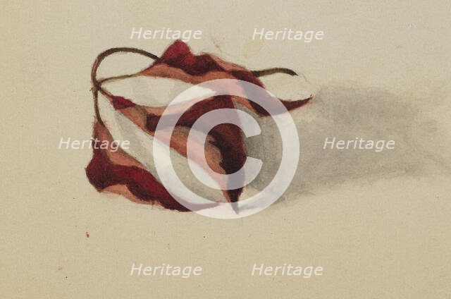 Untitled (Curled Autumn Leaves), 1872. Creator: Mary Vaux Walcott.