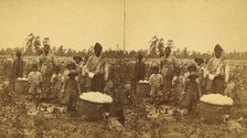 Picking cotton, (1868-1900?). Creator: O. Pierre Havens.
