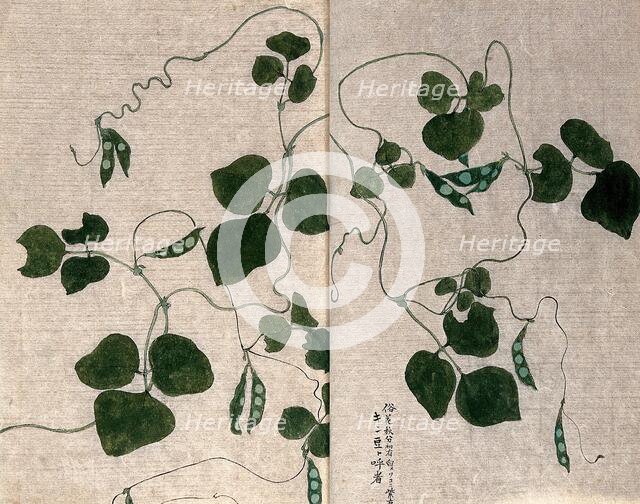 A climbing leguminous plant: leafy stem with pods. Creator: Unknown.