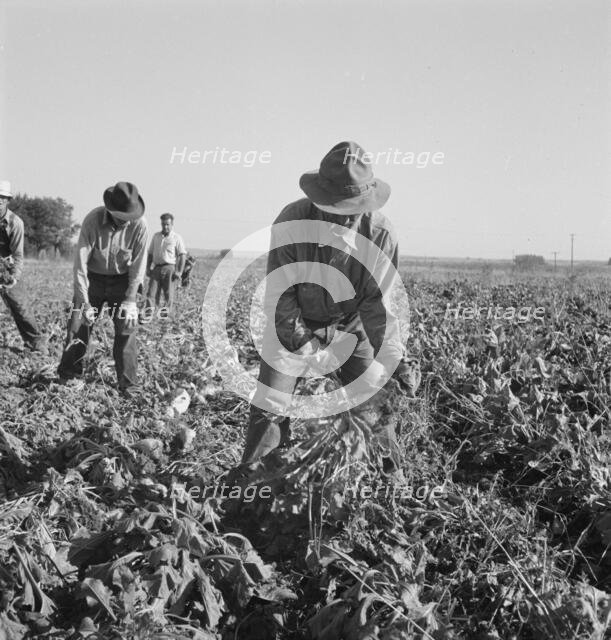 Topping sugar beets after lifter has loosened them. Near Ontario, Oregon, 1939. Creator: Dorothea Lange.