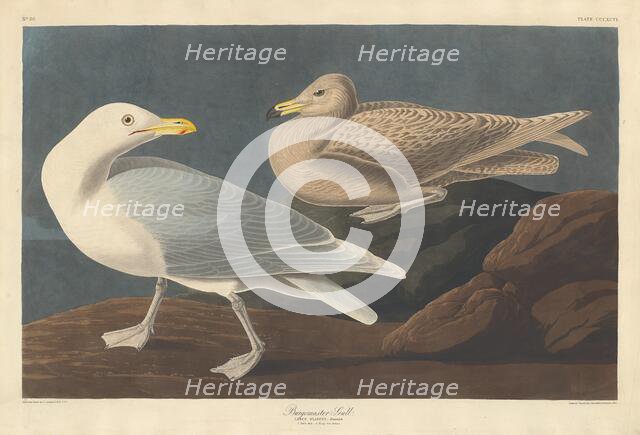 Burgomaster Gull, 1837. Creator: Robert Havell.