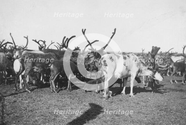 Reindeer, between c1900 and c1930. Creator: Unknown.