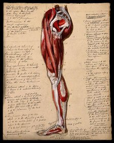 Muscles of the leg and foot: side view, 1800-1899. Creator: Unknown.