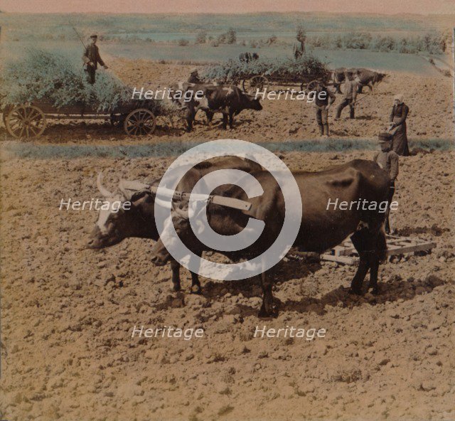 'Thrifty country-folk with their cattle at work on a farm near Jonkoping, Sweden', 1905. Artists: Elmer Underwood, Bert Elias Underwood.