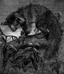 The aye-aye, recently added to the Zoological Society's collection, Regent's Park, 1862. Creator: Pearson.