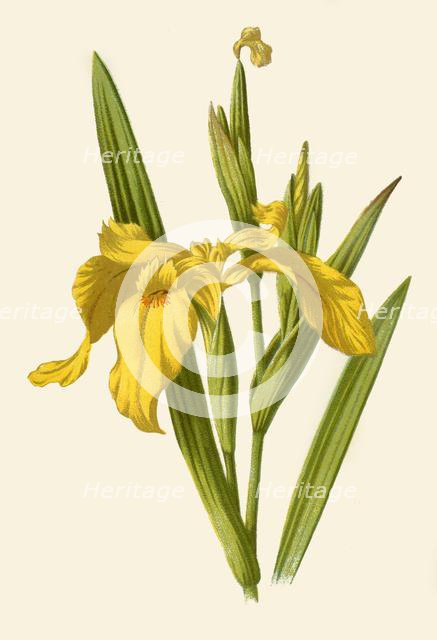 'Yellow Iris', 1877. Creator: Frederick Edward Hulme.