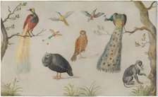 Study of Birds and Monkey, 1660/1670. Creator: Anon.