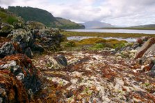 Seaweed near Eilean Donan Castle, Highland, Scotland.
