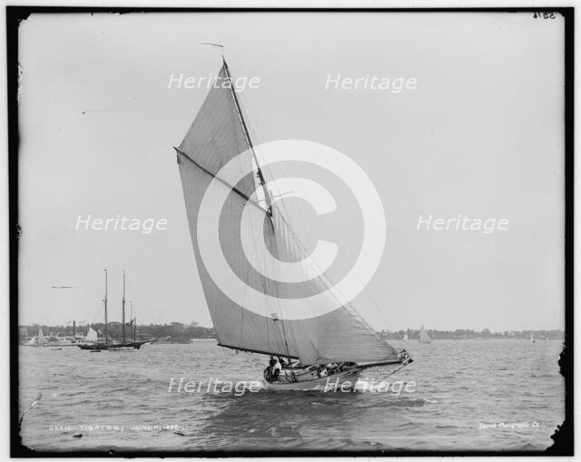 Tigress, 1892 June 11. Creator: Unknown.