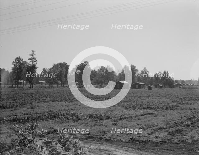 Delta cooperative farms, Hillhouse, Mississippi, 1937. Creator: Dorothea Lange.