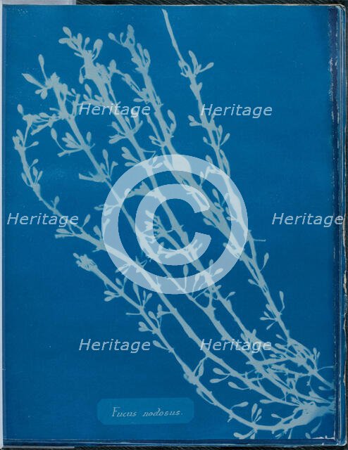 Fucus nodosus, 1843 or 1844. Creator: Anna Atkins.