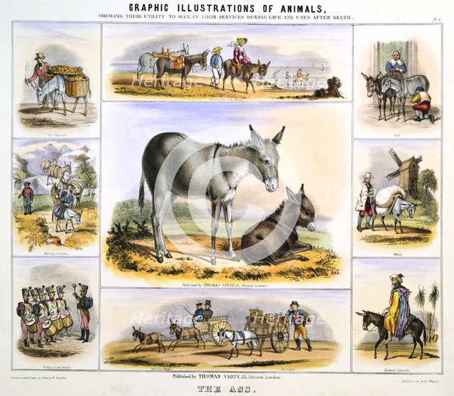 'The Ass', c1850. Artist: Benjamin Waterhouse Hawkins