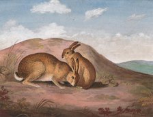 Two Hares: On a Hillside, ca. 1805. Creator: Unknown.