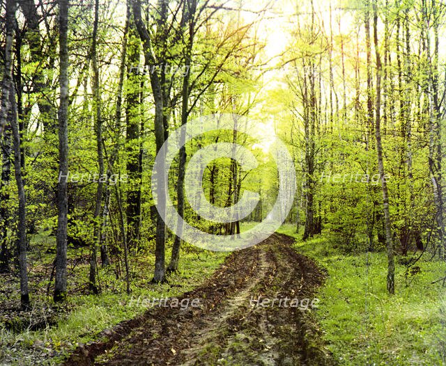 Forest road, between 1905 and 1915. Creator: Sergey Mikhaylovich Prokudin-Gorsky.