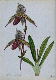 A lady's slipper orchid (Cypripedium Tixallense): flowering stem, 1907. Creator: Unknown.