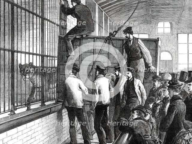 Moving the lions at the Zoological Society's Gardens, 1876. Creator: Unknown.