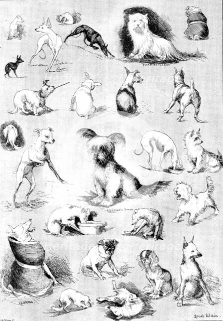 Nature’s Fitful Moments: sketches at the Terrier Club Show, 1890. Creator: Carl Hentschel.