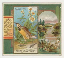 Meadow Lark, from the Birds of America series (N37) for Allen & Ginter Cigarettes, 1888. Creator: Allen & Ginter.