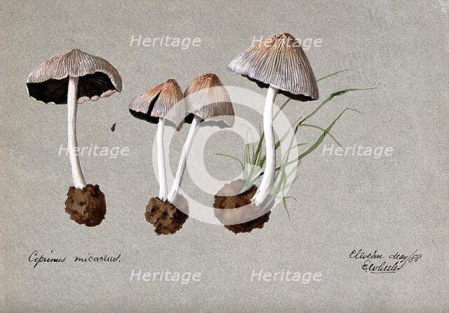 A fungus (Coprinus micaceus): four fruiting bodies, 1888. Creator: Edwin Wheeler.