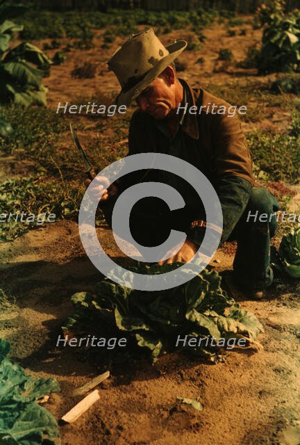 Jim Norris, homesteader, cutting a head of cabbage, Pie Town, New Mexico, 1940. Creator: Russell Lee.