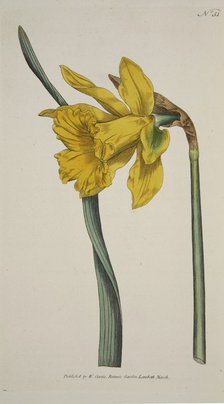 Narcissus Major (Great Daffodil), pub. 1793 (hand coloured engraving). Creator: English School (18th Century).