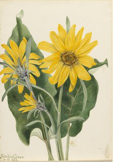 Balsamroot (Balsamorhiza sagittata), 1923. Creator: Mary Vaux Walcott.