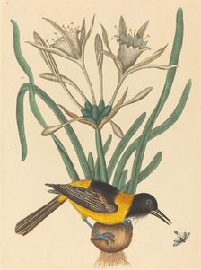 The Yellow and Black Pye (Oriolus Icterus), published 1731-1743. Creator: Mark Catesby.
