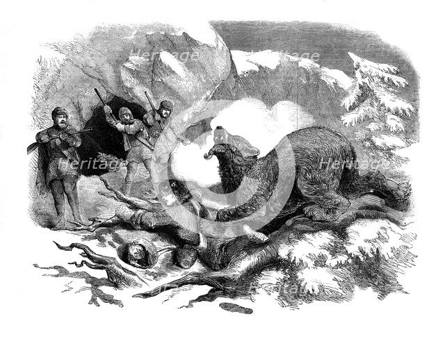 Jack Curling's narrow escape from a ferocious bear, 1855. Artist: Unknown