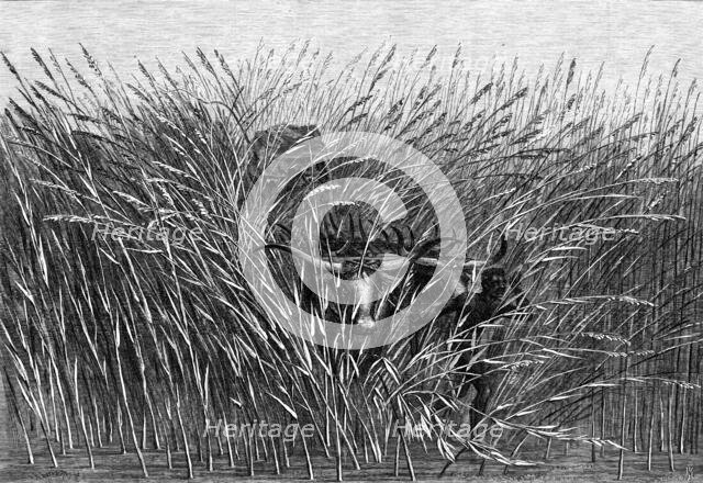 Grass of the Desert, a scene of travel in South Africa, from a sketch by Mr. Thomas Baines..., 1865. Creator: Mason Jackson.