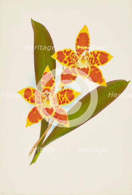 Orchid: OdontoglossumTriumpharis, 1907. Creator: Frederick William Bolas.