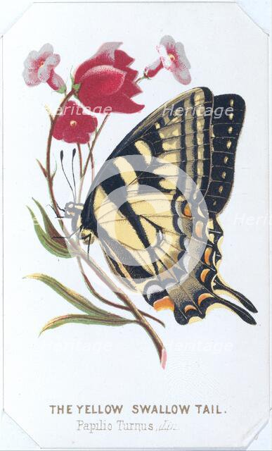 The Yellow Swallowtail, 1860. Creator: Louis Prang.