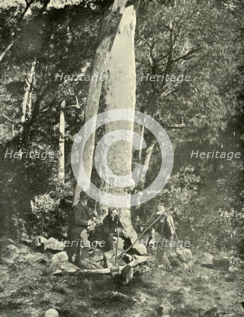 'Eurobin Falls, Buffalo Mountains', 1901.  Creator: Unknown.