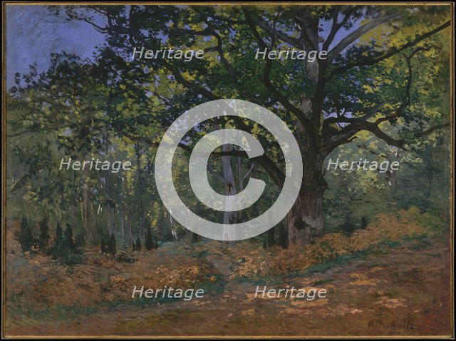 The Bodmer Oak, Fontainebleau Forest, 1865. Artist: Monet, Claude (1840-1926)